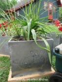 Fantastic Milk Cooler w/ writing on the lid: Don't Forget Milk, Butter, etc... planted with Calla and Spikes.